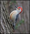 _4SB6104 red-bellied woodpecker